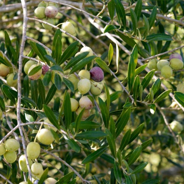 Aceite de oliva Arbequina DOP Siurana | 0,5 Lt