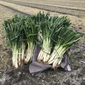 Catalaanse-calcots-in-Nederland_Alegre-Import.nl_.jpg