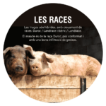 Panceta Duroc de pagès