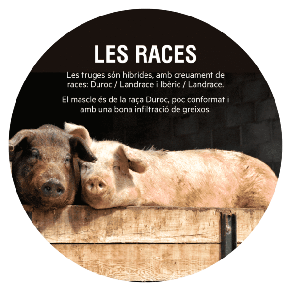 Llonganissa de pagès Cal Rovira | Duroc