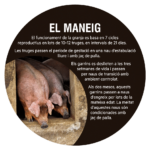 Llonganissa de pagès Cal Rovira | Duroc