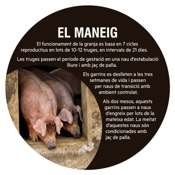 Panceta Duroc de pagès